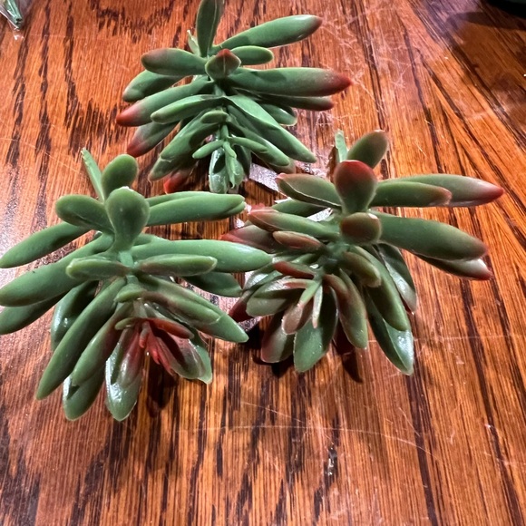 Faux Succulents - Green 16 pcs - Picture 4 of 16